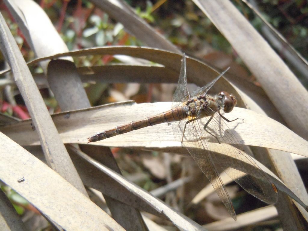 Sympetrum striolatum